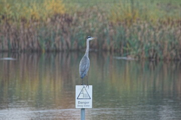 Perched Heron