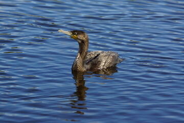 Swimming Cormorant