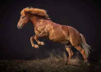 Icelandic horse jumping in the air on a black background