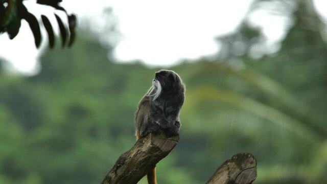 Emperor Tamarin with a big white moustache sitting on the top of a branch Martinique zoo