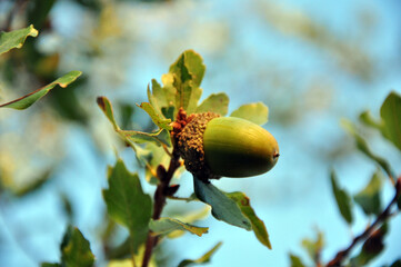 acorn on the tree