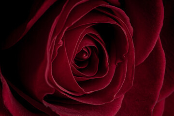 red rose closeup