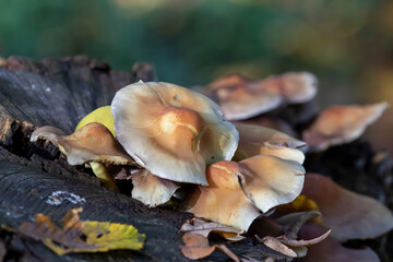 Pilze