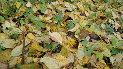 Fallen leaves