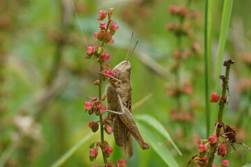 Grasshopper