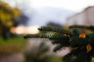 pine branches