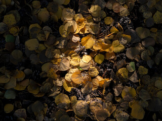 Patch of Light on Fallen Aspen Leaves