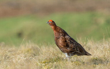 Red Grouse male (Scientific name: Lagopus Lagopus), facing left in natural moorland habitat.  Flared red eyebrows.  Blurred background.  Space for copy.  Horizontal.