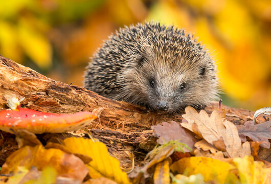 Hedgehog (Scientific name: Erinaceus Europaeus) Wild, native European hedgehog in Autumn with colourful Autumn leaves and Fly Agaric mushroom.  Horizontal.  Space for copy.