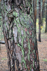 Forest near Kiev at autumn