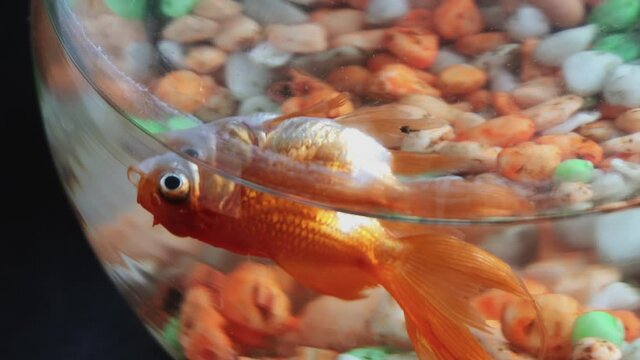Gold fish or goldfish floating dead in fresh aquarium tank