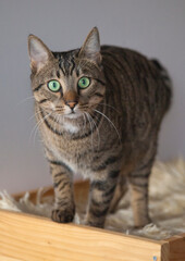 Beautiful gray striped green-eyed cat stares at the camera