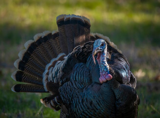Turkey Tom, California