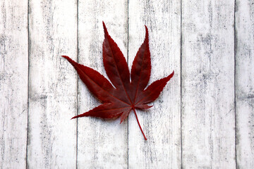 Single red Norway maple leaf isolated on wooden background as a top view close-up.