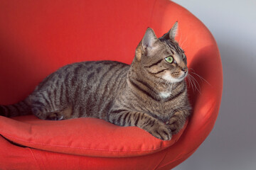 Fototapeta na wymiar Cute striped pet cat sitting in a red chair.