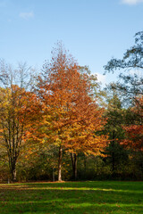 Naklejka premium Herbstbaum