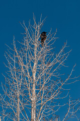crow in a tree