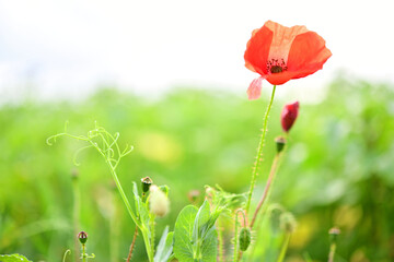 Obraz premium Mohnblume 