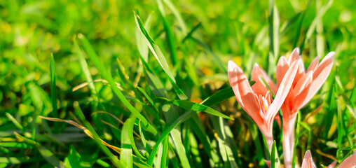 Crocus pink flower on green grass. Springtime wallpaper. Easter banner. Beauty in nature