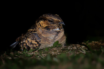 Pauraque - Nyctidromus albicollis also called common pauraque in the night, nightjar species, one of two birds in the genus Nyctidromus, breeds in the subtropical and tropical of the New World