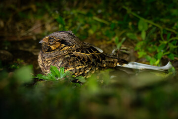 Pauraque - Nyctidromus albicollis also called common pauraque in the night, nightjar species, one of two birds in the genus Nyctidromus, breeds in the subtropical and tropical of the New World