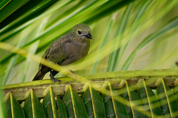 Palm Tanager - Tangara palmarum is medium-sized passerine bird, resident breeder from Nicaragua south to Bolivia, Paraguay and southern Brazil. It also breeds on Trinidad and Tobago