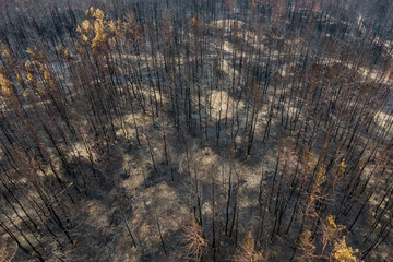 Naklejka premium Burnt trees after a forest fire. burnt pine forest top view. dead black forest after fire. photo drone
