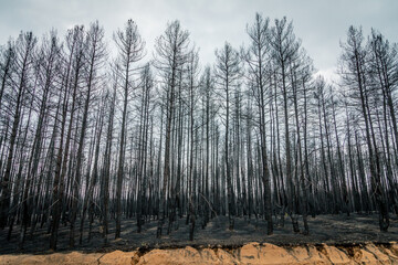 Burnt trees after a forest fire. burnt pine forest. consequences of forest fires. Ecology problems. black dead forest after fire. ecological catastrophy.