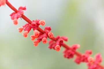 Sabra spike sage, Salvia confertiflora
