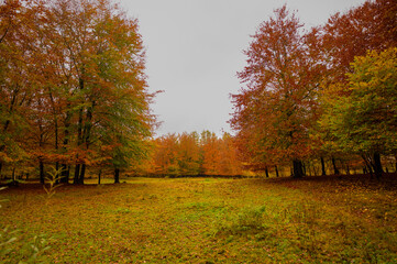 Danish autumn forest in beautiful colours