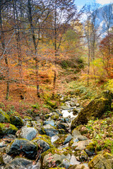 autunno in montagna 04 -torrente che scorre fra gli alberi nei colori autunnali.