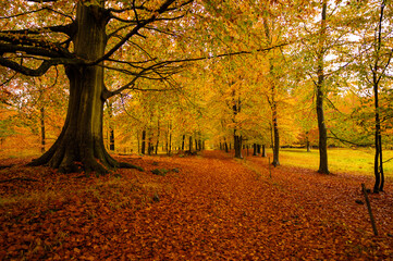 Danish autumn forest in beautiful colours