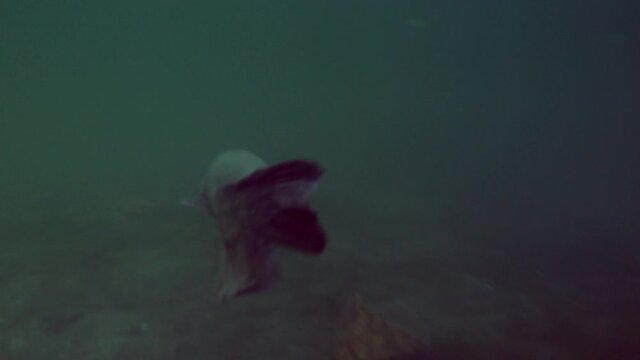 Adventurous closeup footage of European catfish swimming away just up to bottom in nature habitat. Big fish in crystal water in green tones in background.