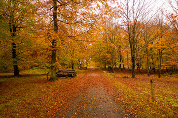 Danish autumn forest in beautiful colours