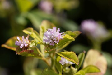 Flower of a Persian clover, Trifolium resupinatum.
