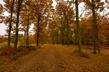 Fototapeta premium Danish autumn forest in beautiful colours