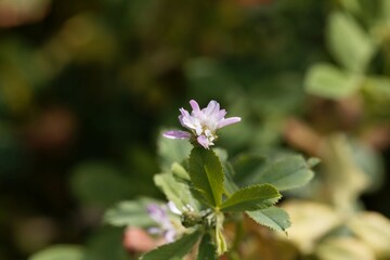 Flower of a Persian clover, Trifolium resupinatum.