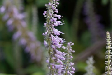 Flowers of Elsholtzia stauntonii