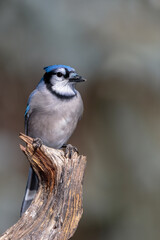 A blue jay sits atop a weathered stump in Cheyenne, Wyoming