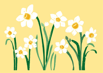 Vector illustration of daffodils. Yellow background.