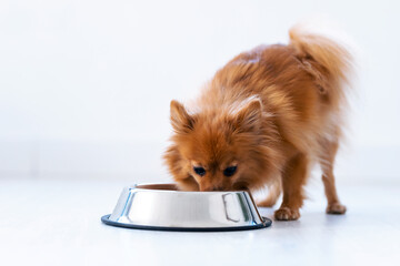 Cute lovely dog licking water from a bowl placed on the living room floor at home.