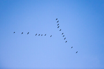 Flock migrating wild geese flyimg in V formation at autumn sky.