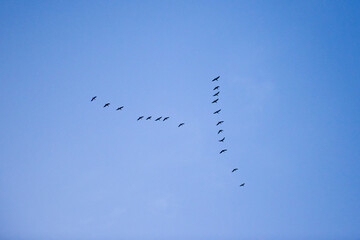 Flock migrating wild geese flyimg in V formation at autumn sky.