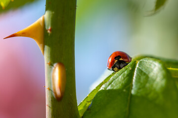 Red ladybug on the leaf of a rose bush