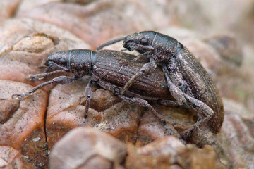 Weevils mating (Brachyderes lusitanicus)