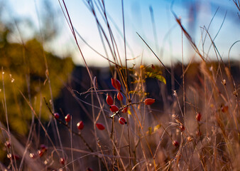 Landscape Rosehip