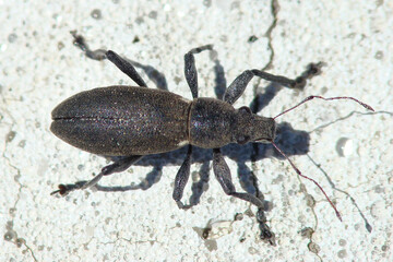 Weevil (Brachyderes lusitanicus)