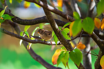 Fototapeta premium sparrow on a branch