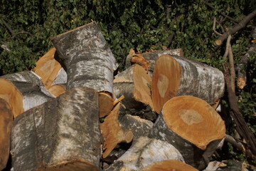 firewood in the forest