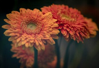 Blumen in orange coral Dekoration